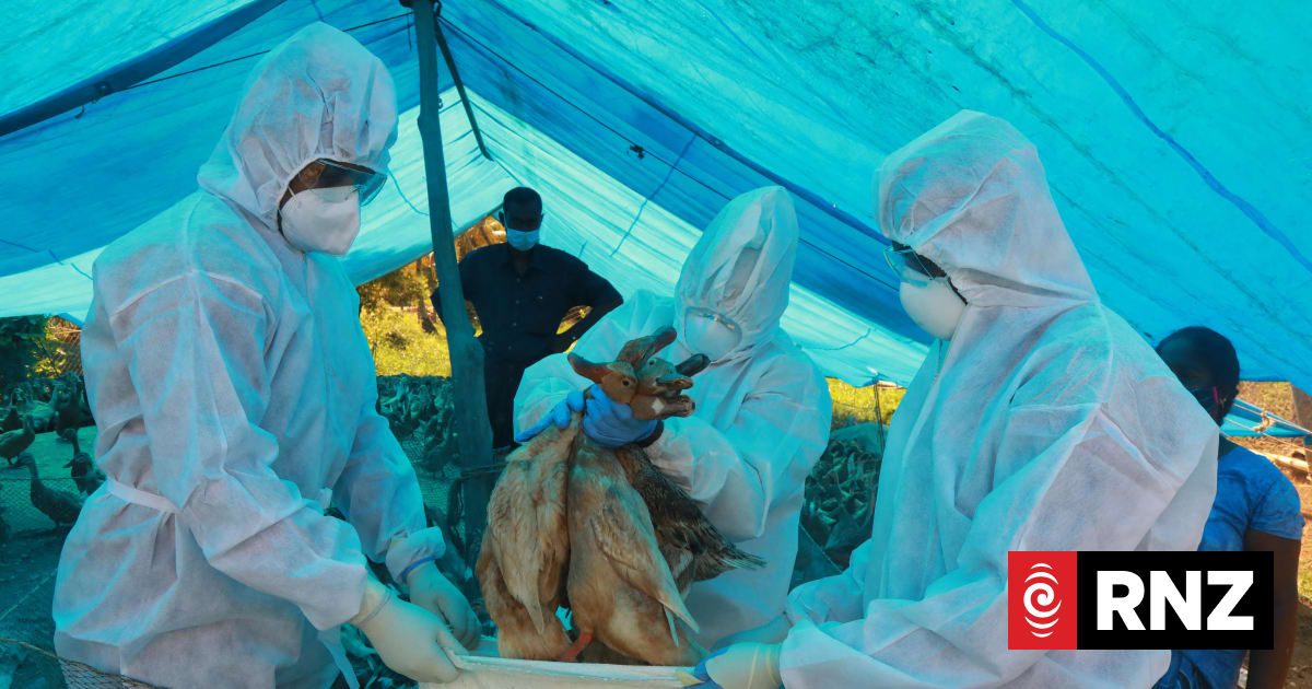 A high‑risk bird flu strain is circling the globe. How prepared is NZ ...