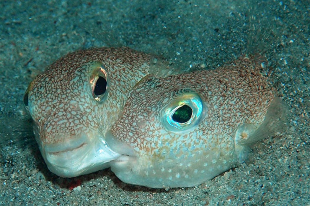 A male Japanese pufferfish - Torquigener albomaculosus - bites on the left cheek of a female during spawning.