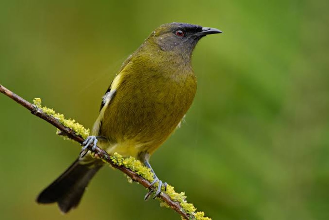 Bellbird