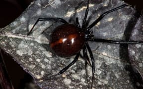Black widow spider