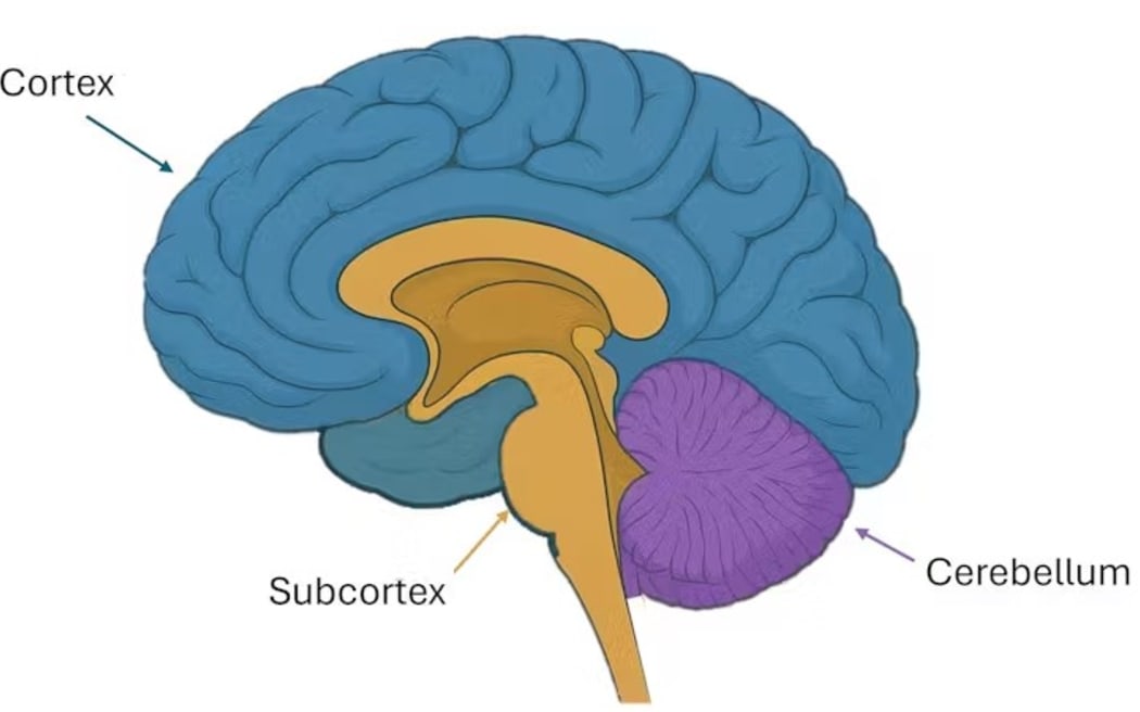 Figure 1, the human brain (made with the assistance of AI).