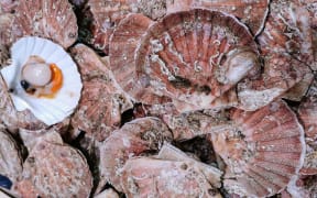 Closeup view of fresh scallop shell on sale on local market.
