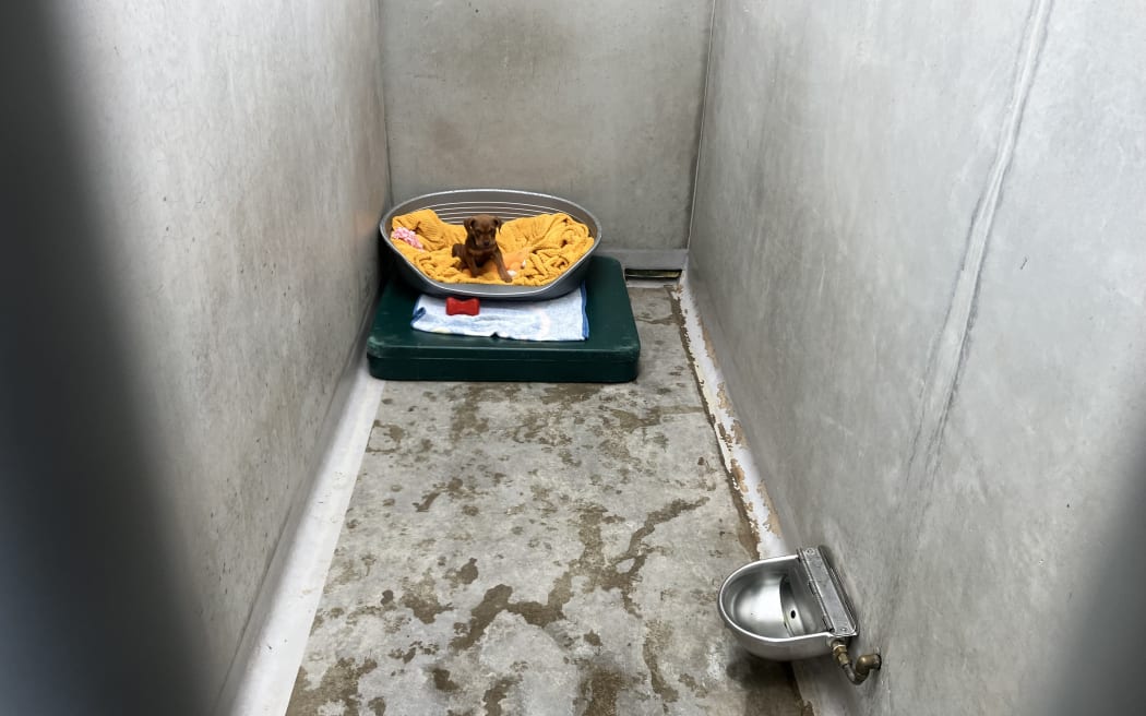 A tiny brown puppy sits on an orange blanket on a metal bed in an otherwise empty kennel cell.