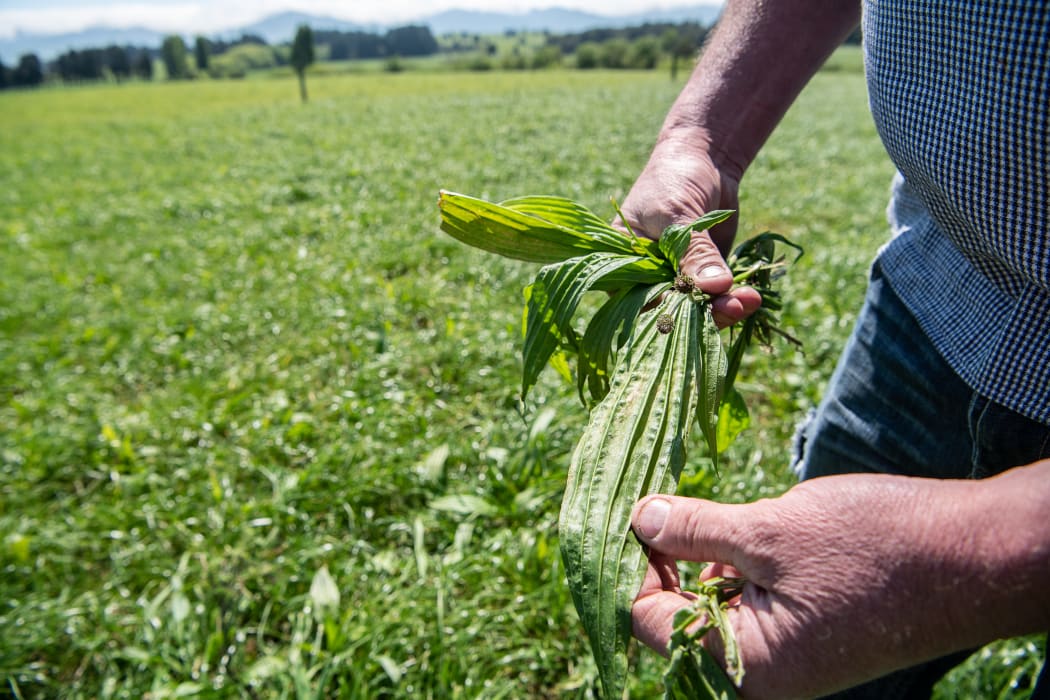 Plantain.