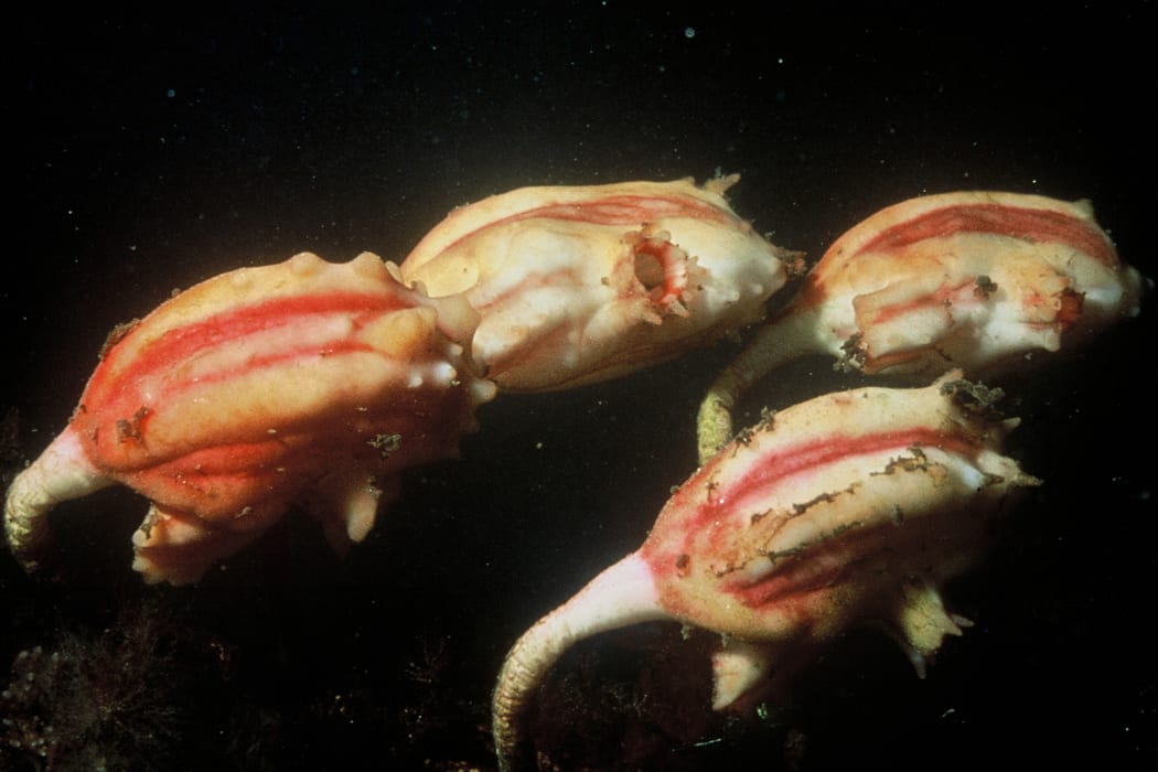 Sea Squirt Kāeo