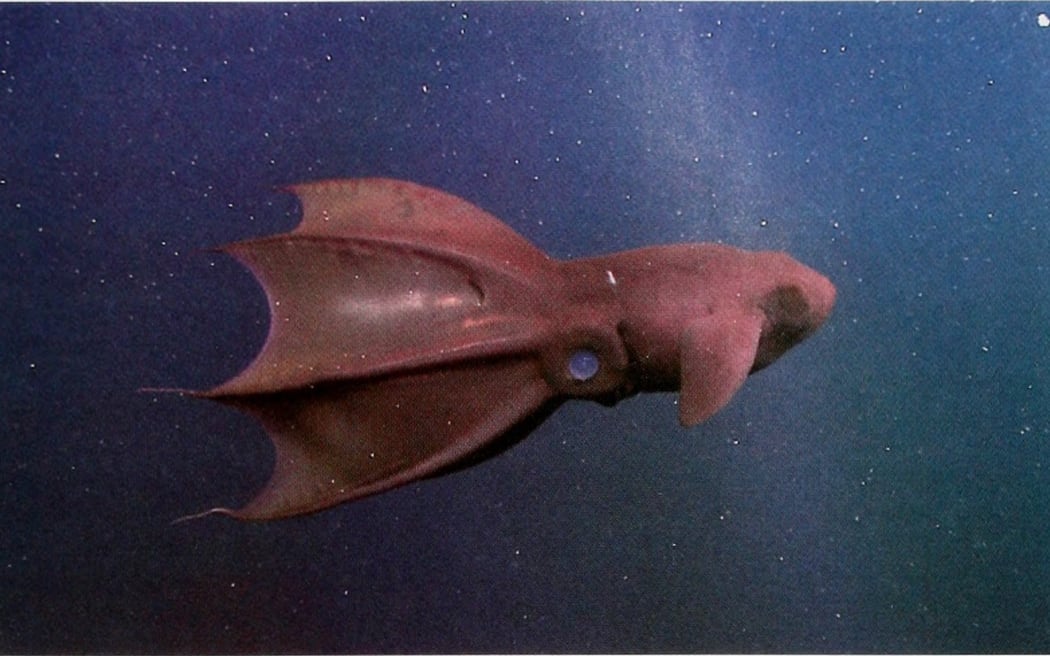 The vampire squid (Vampyroteuthis infernalis).