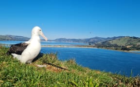 Tiaki before he left the Otago Peninsula last month.