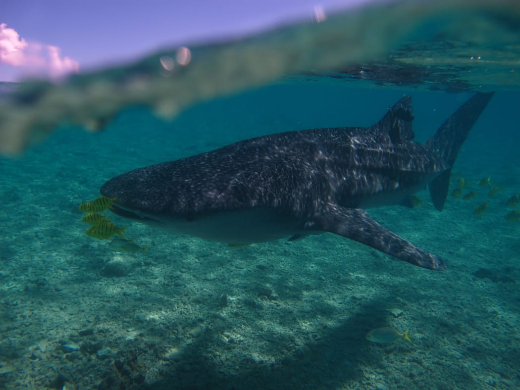 Gulliver the whale shark