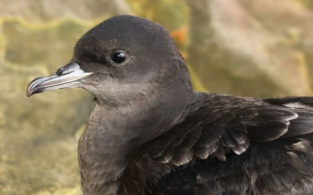 Muttonbird
