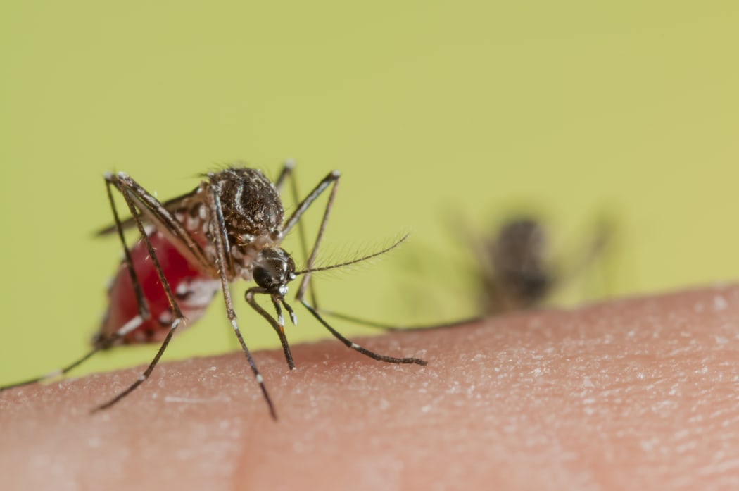 A Yellow Fever mosquito.