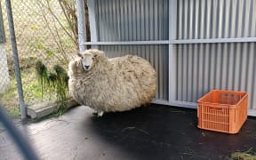Millie before she was shorn.
