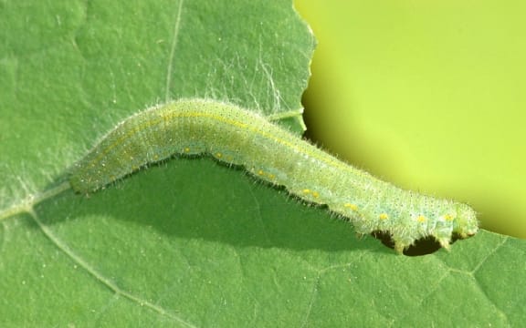 Cabbage caterpillar