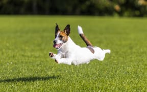 The three Wairarapa councils together had nearly 1200 dog-related call outs during the last financial year.
