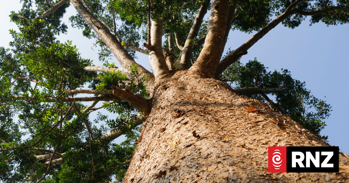 Largest planting of Kauri in Aotearoa for decades | RNZ