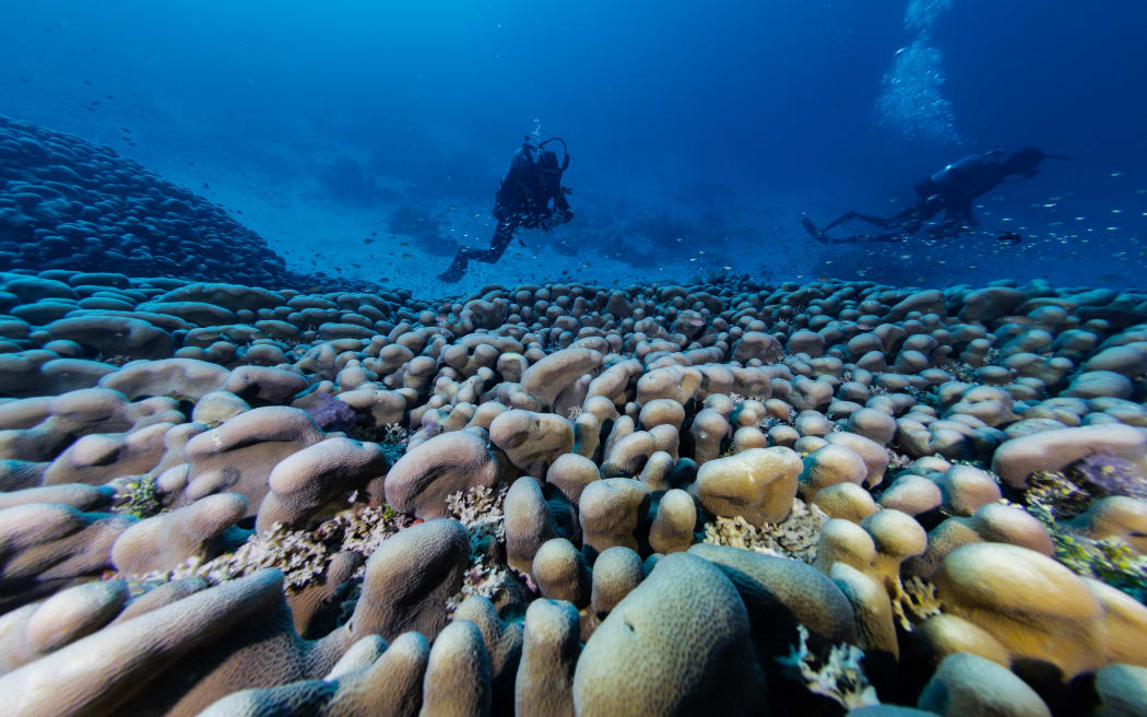 Pristine Seas scientists conduct observations of the massive coral.