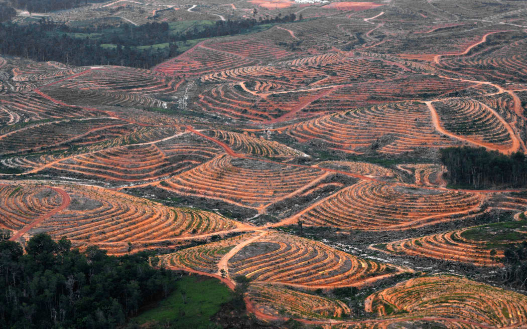 This photograph taken on February 24, 2014 during an aerial survey mission by Greenpeace on Indonesia's Borneo Island shows cleared trees in a forest located in the concession of Karya Makmur Abadi which is being developed for a palm oil plantation.