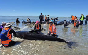Volunteers help guide the whales over numerous sandbars and out to deeper water.