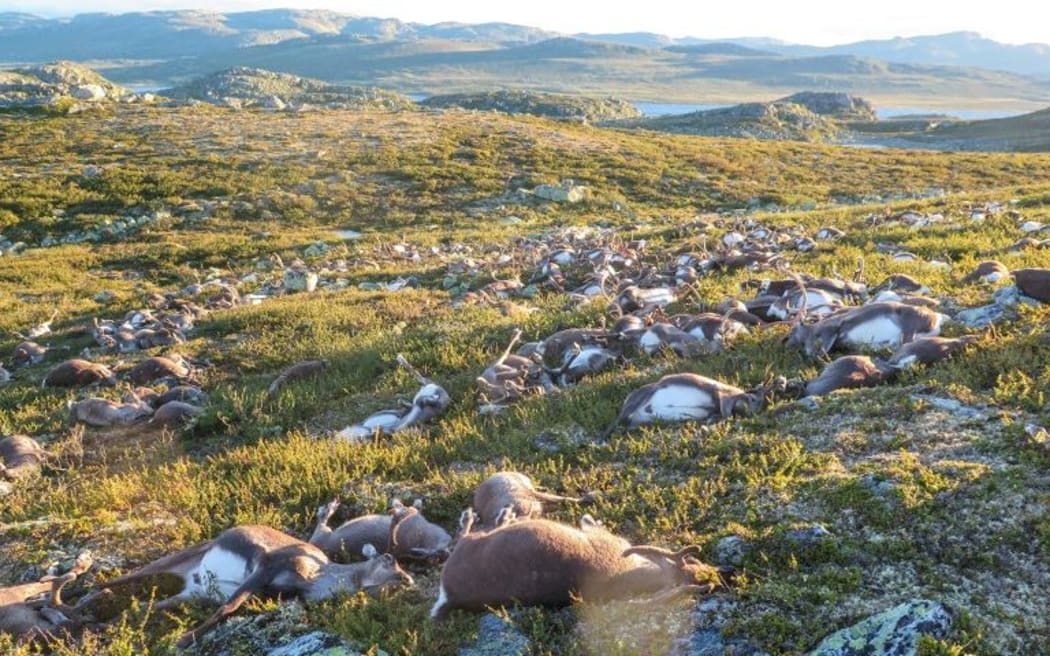 Reindeer struck by lightning litter a hill side on Hardangervidda mountain plateau in central Norway.