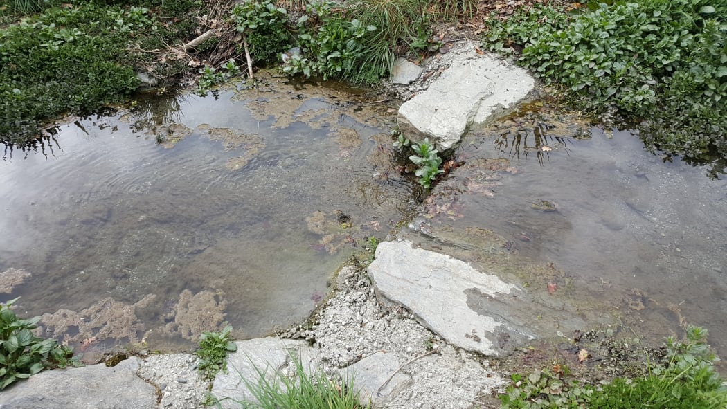 Excessive algae growth in small urban stream.