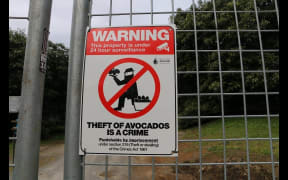 Avocado growers install security systems to combat thefts