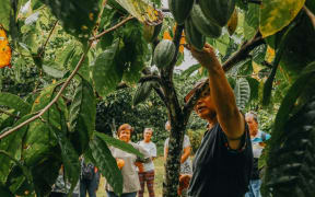Floris Niu and Cacao Tree