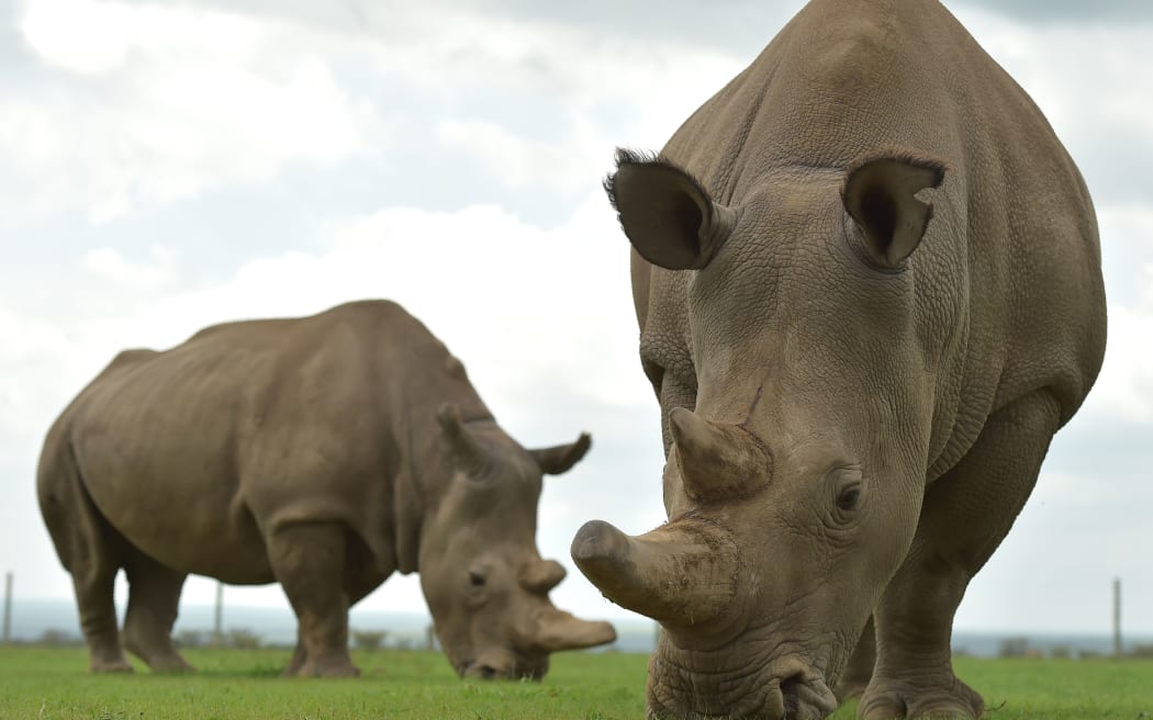 Najin (L) and Fatu, the only two remaining female northern white rhinos graze in their paddock on March 20, 2018 at the ol-Pejeta conservancy in Nanyuki, north of capital Nairobi. -