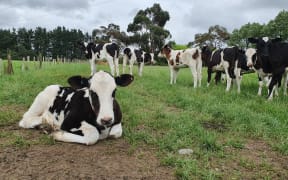 Calves on a Manawatū dairy farm