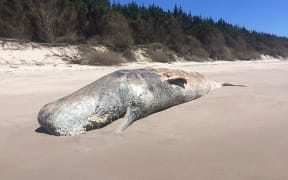 The whale pictured before the jawbone was removed.