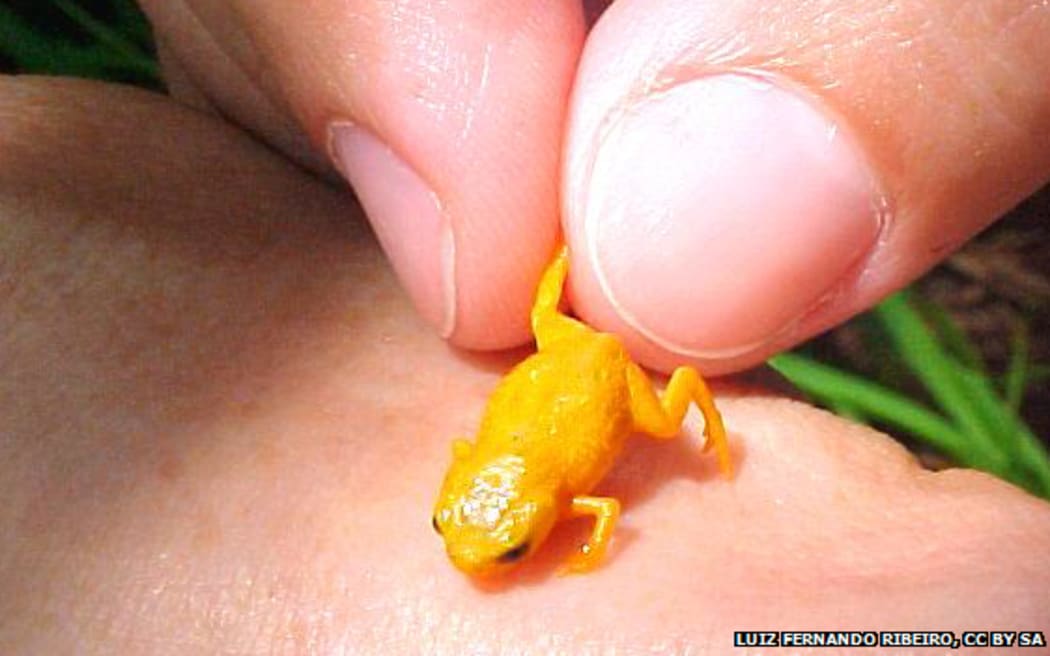 Brachycephalus species frog found in the Brazilian Atlantic forest.
