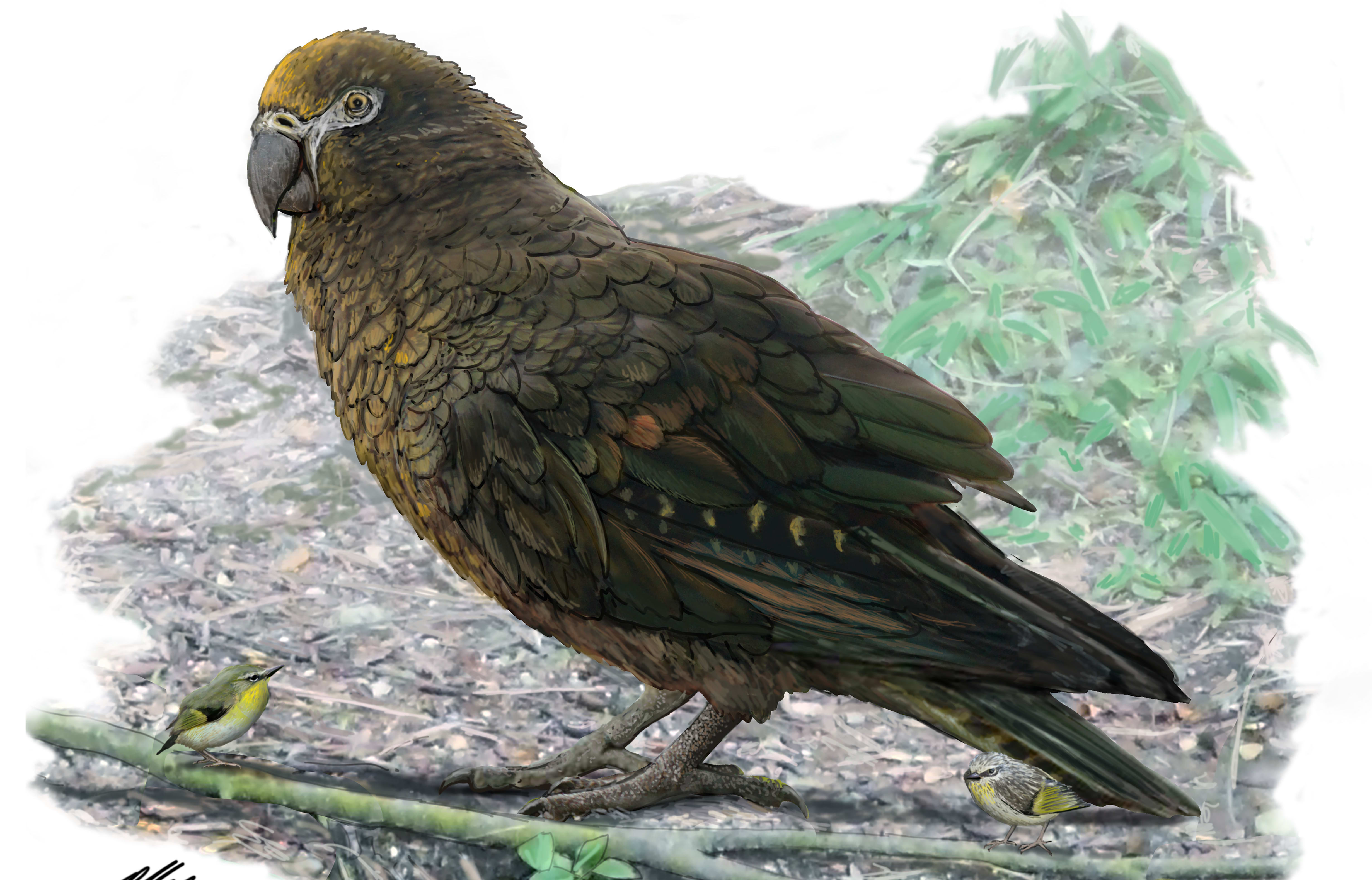 econstruction of the giant parrot Heracles, dwarfing a bevy of 8cm high Kuiornis – small New Zealand wrens scuttling about on the forest floor.