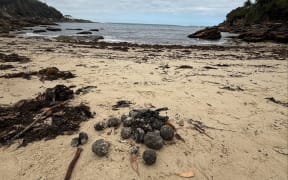 Hundreds of black balls mysteriously appeared along the shore of Sydney beaches.