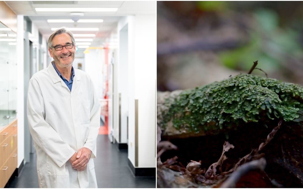 Richard Espley (left), a scientist at Plant and Food Research, has been looking into the compounds found in a native liverwort called Wairuakohu (right).