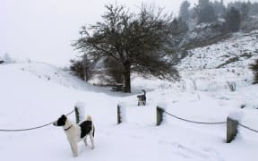 Dogs in the snow near Lawrence in the Clutha District this week.