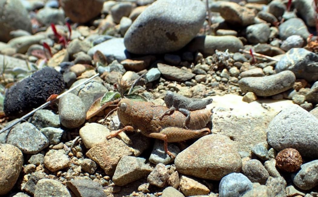 Mating robust grasshoppers