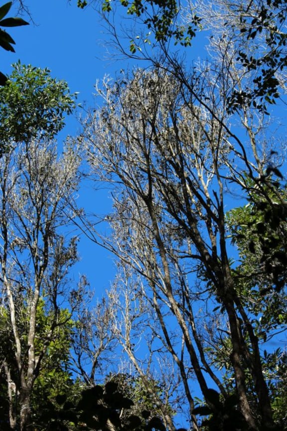 Dieback of Gossia hilli and Archrhodomyrtus beckleri trees in Australia, caused by myrtle rust, has resulted in large openings in the forest canopy.