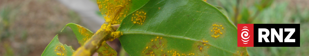Myrtle rust - its impact in NZ and Australia | RNZ