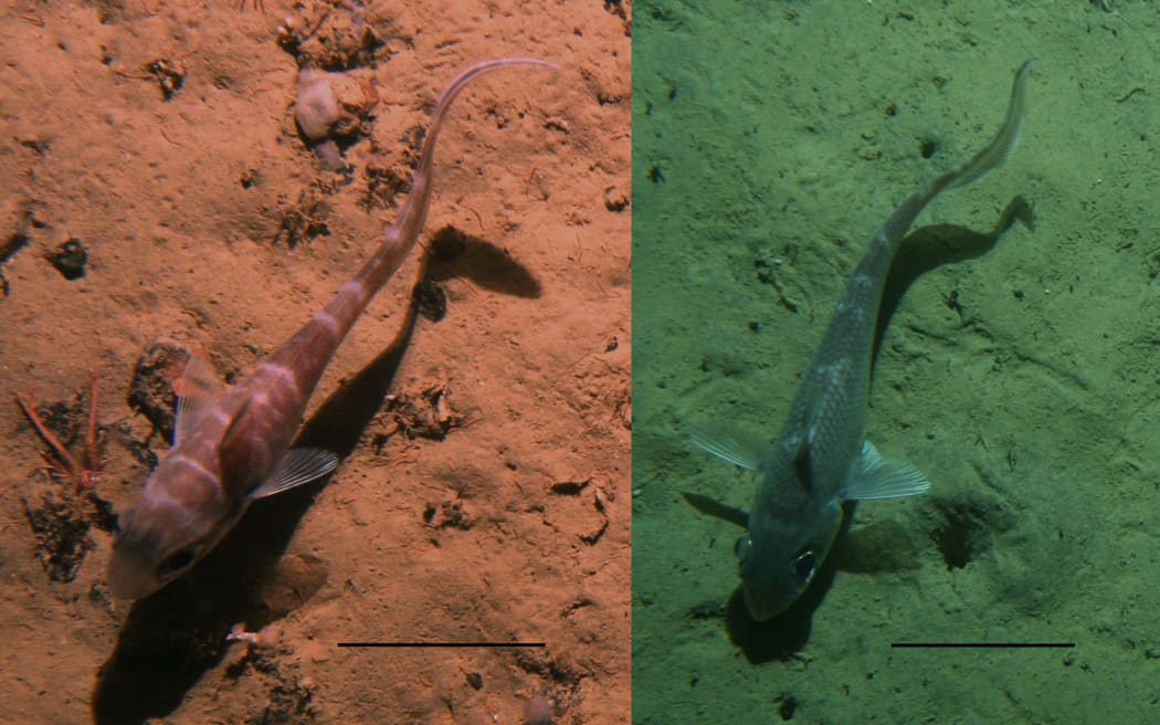 Genadier feeding in deepsea New Zealand waters
