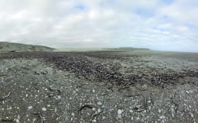 Some of the estimated tonne of eels that stranded and died at Te Waihora Lake Ellesmere.