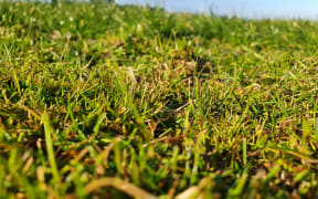 Pasture on a dairy farm