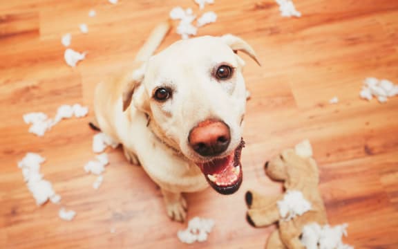 Naughty dog home alone - yellow labrador retriever destroyed the plush toy and made a mess in the apartment