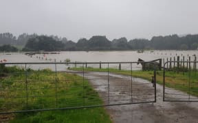 Horses are seen in flood waters on Balmoral Road in Tikipunga after heavy rain on the morning of 11 November, 2022.