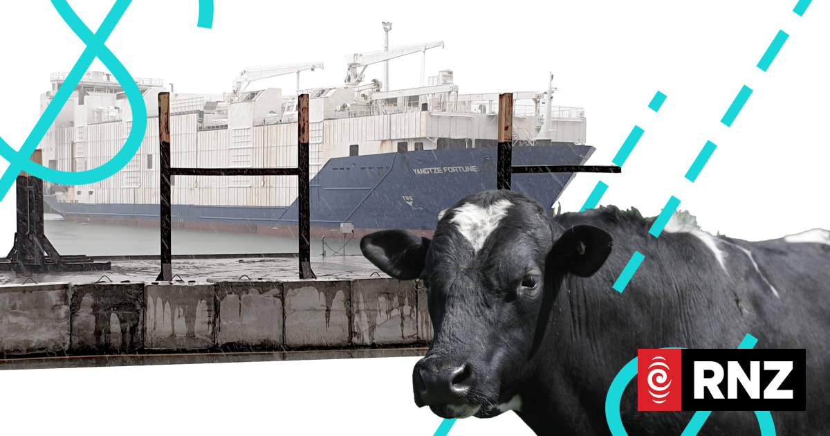 Planned return of live cattle export gets held up | RNZ