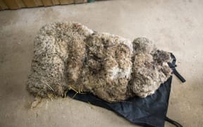 Alex the sheep before being shorn.