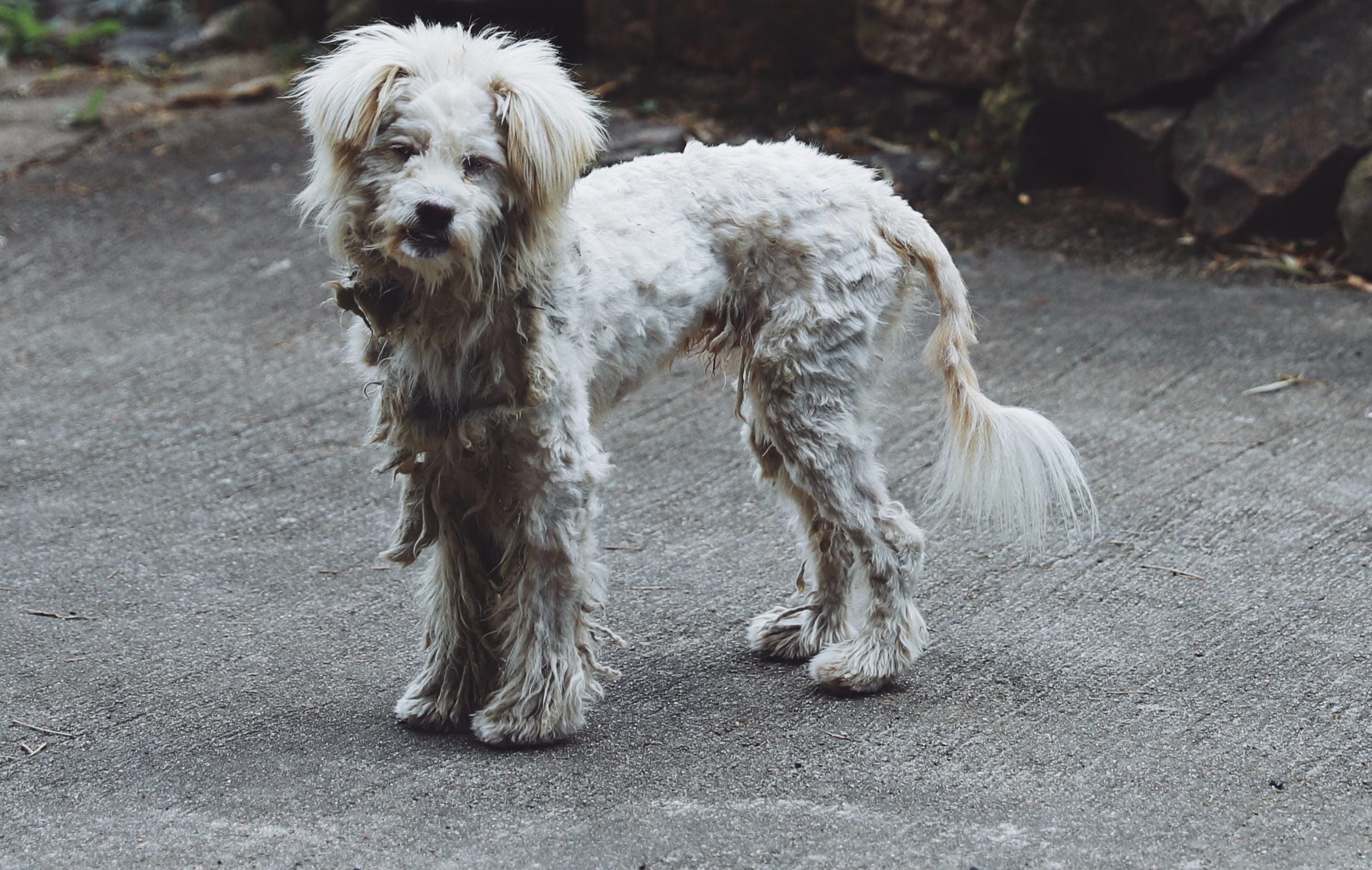 Feral dog