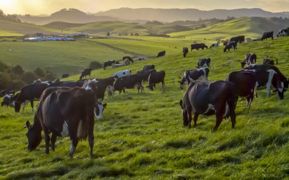 Grazing cows in green meadow of hilly countryside during sunset in new zealand