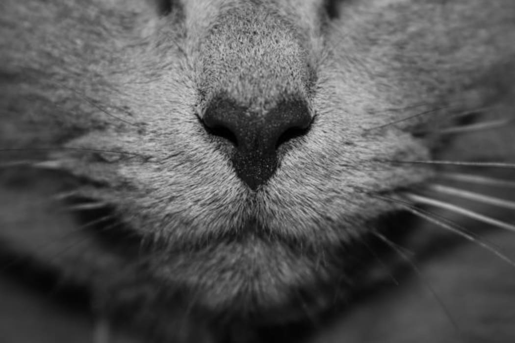 The cat's whiskers