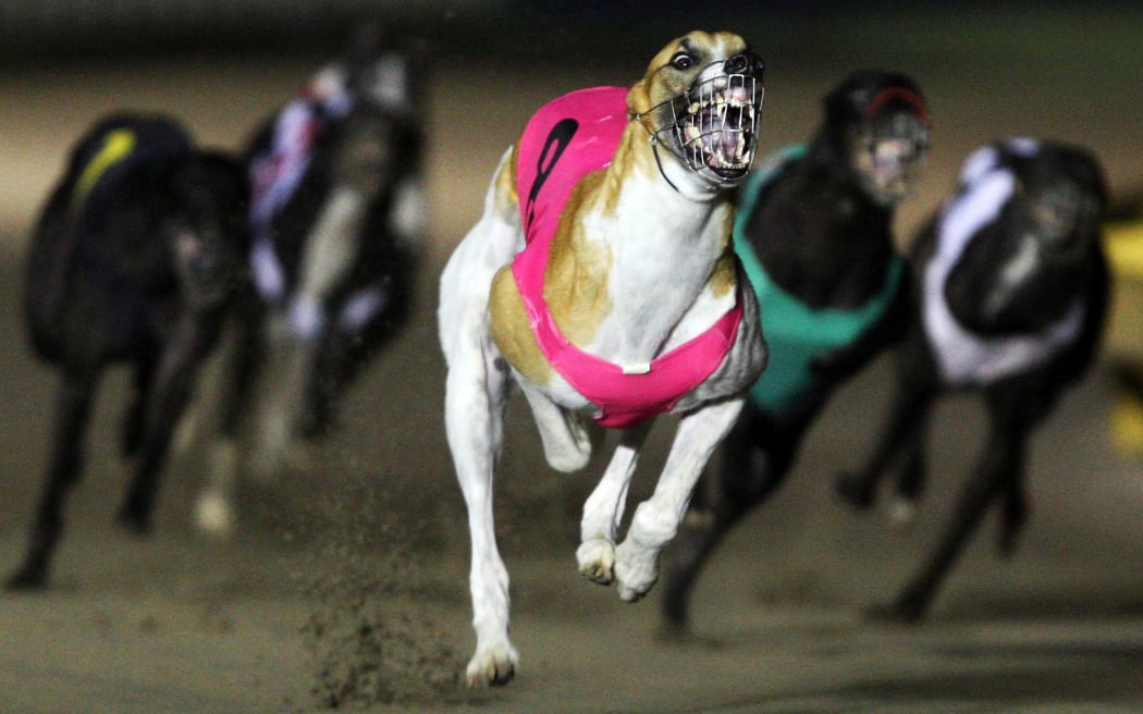The inquiry will look into aspects of the racing and breeding of greyhounds.