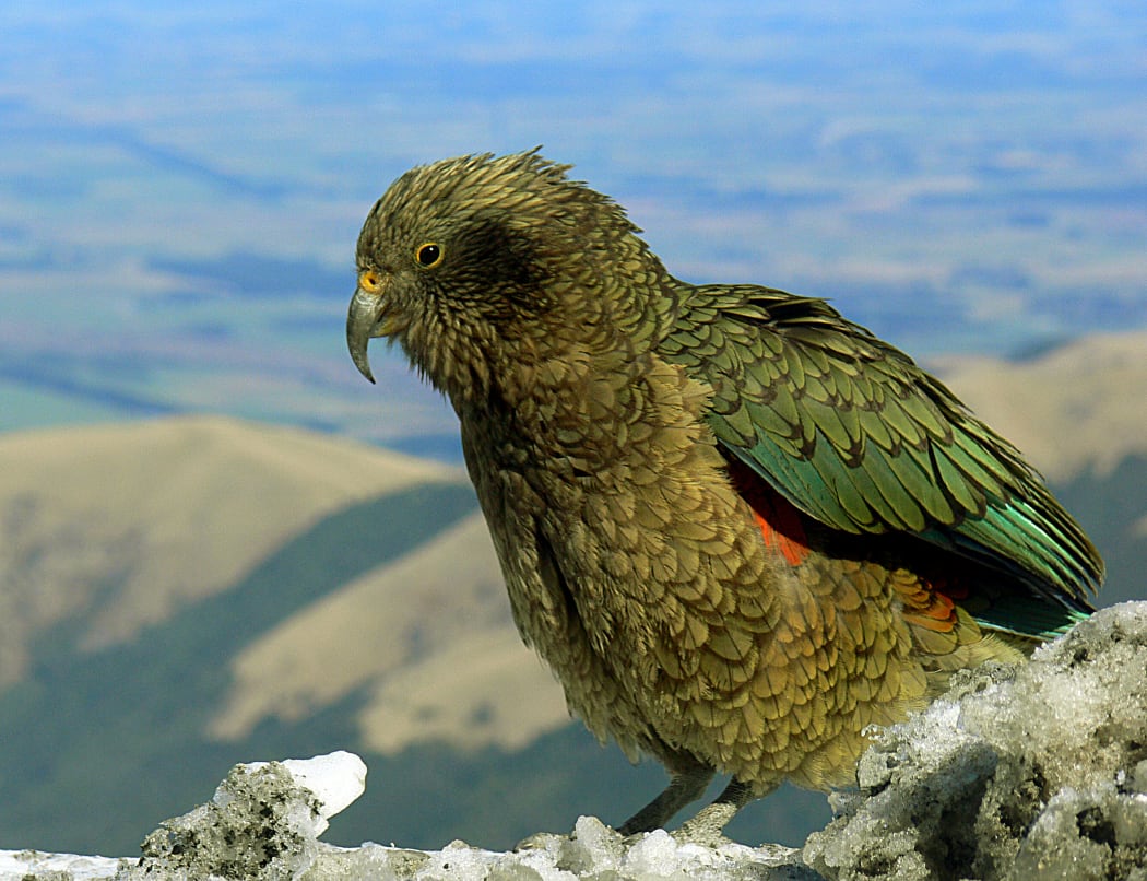 A young kea sits on snow at the edge of a skifield carpark.