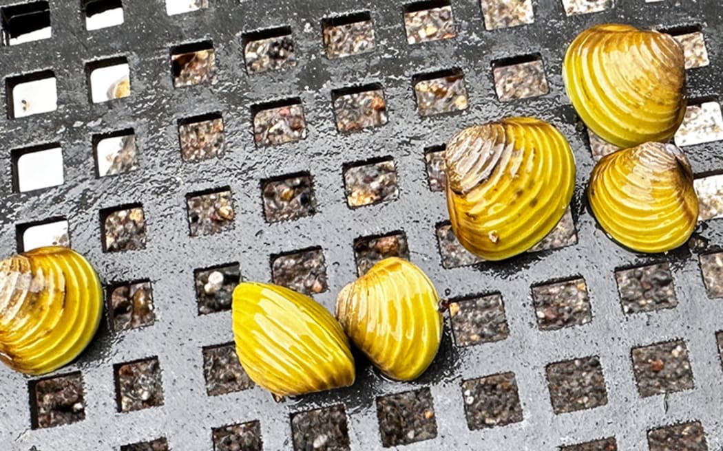 The Gold clam (Corbicula fluminea) is also known as the Asian clam.