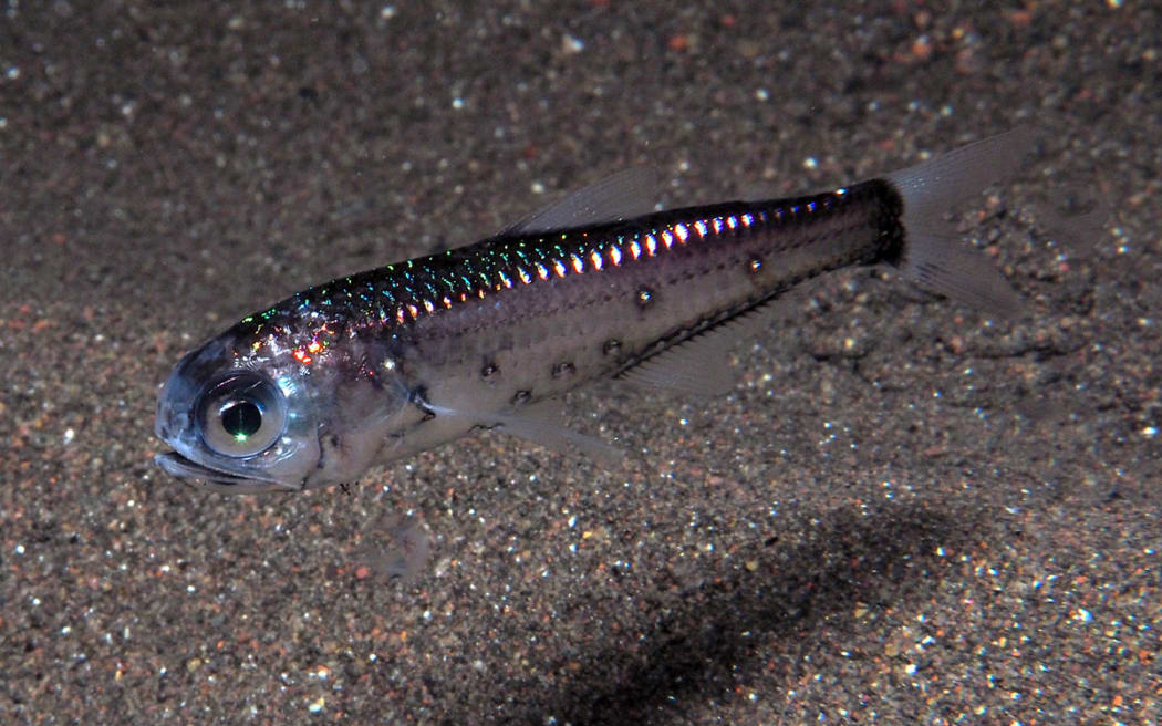 A small iridescent silvery fish photographed near the sandy seafloor underwater. The fish has big eyes and a downturned mouth that makes it look like it's frowning.